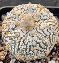 Astrophytum asterias “CV SUPERKABUTO BIG DOT”