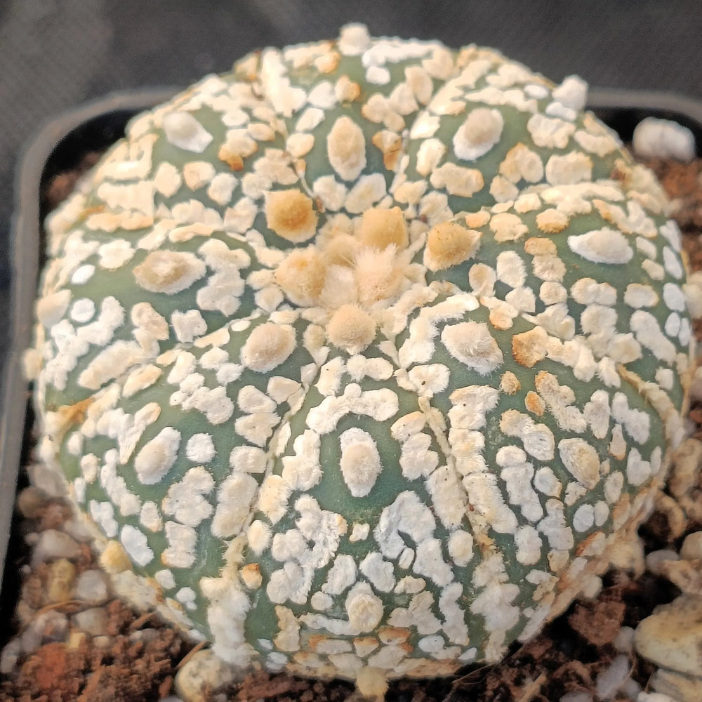 Astrophytum asterias “CV SUPERKABUTO”BIG DOT