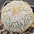 Astrophytum asterias “CV SUPERKABUTO BIG DOT”