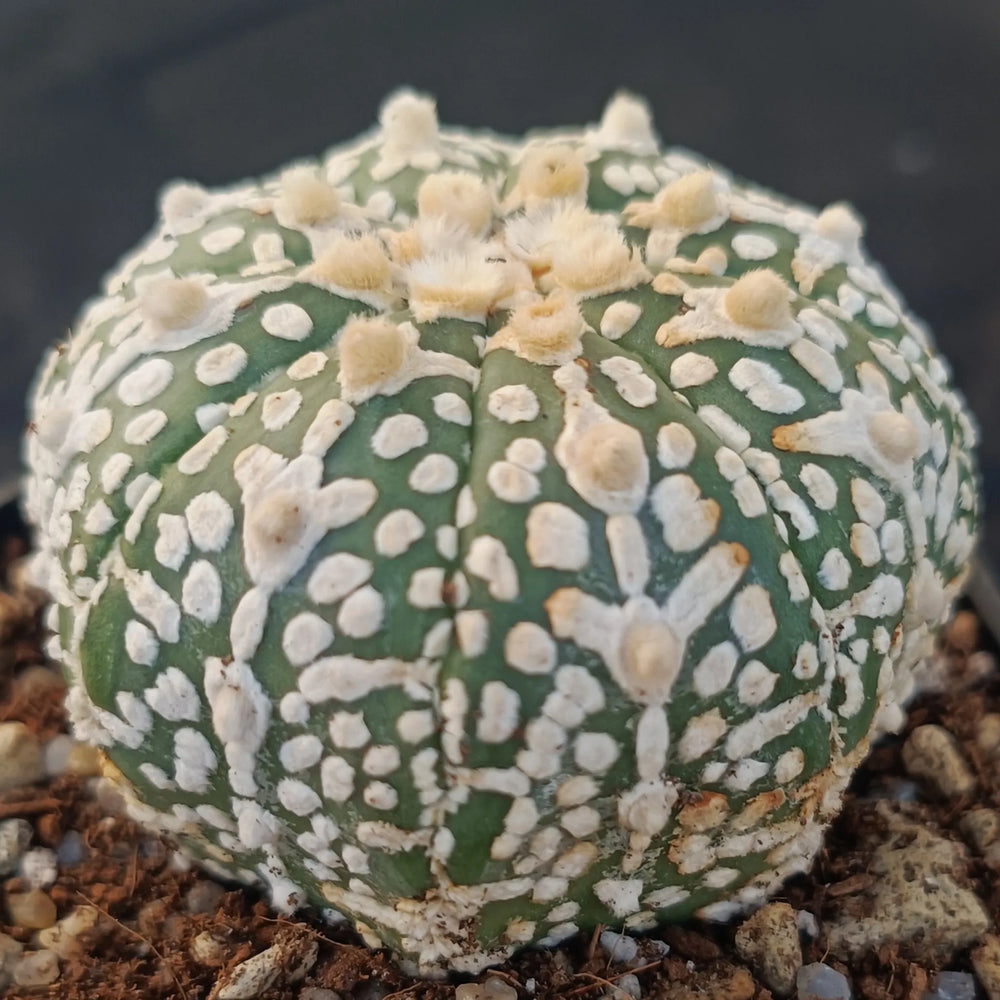 Astrophytum asterias “CV SUPERKABUTO BIG V AUREOLE SELECTED