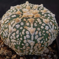 Astrophytum asterias “CV SUPERKABUTO BIG V AUREOLE SELECTED
