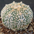 Astrophytum asterias “CV SUPERKABUTO BIG V AUREOLE SELECTED