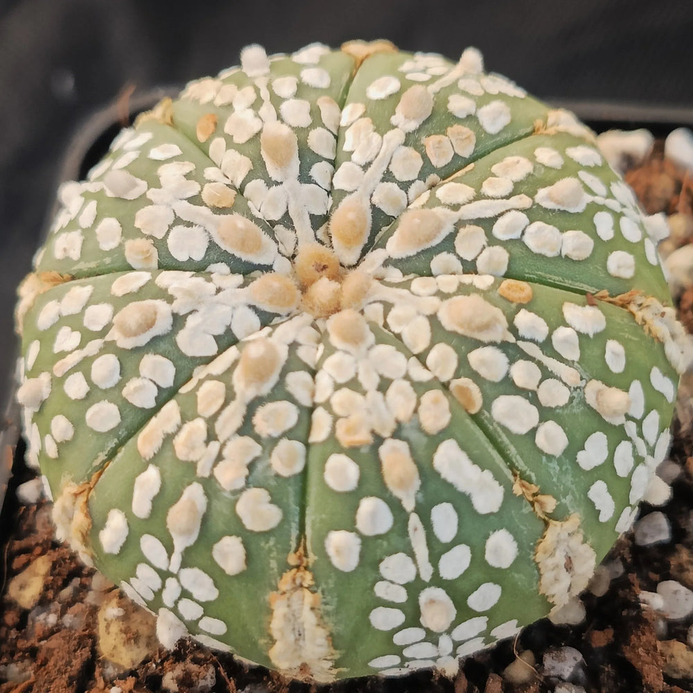 Astrophytum asterias “CV SUPERKABUTO HAKUJO”