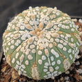 Astrophytum asterias “CV SUPERKABUTO HAKUJO”