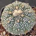 Astrophytum asterias “CV SUPERKABUTO HAKUJO-”