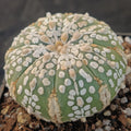 Astrophytum asterias “CV SUPERKABUTO HAKUJO”