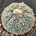 Astrophytum asterias “CV SUPERKABUTO HAKUJO-”