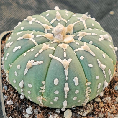 Astrophytum asterias “CV SUPERKABUTO   ” SELECTED