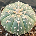 Astrophytum asterias “CV SUPERKABUTO   ” SELECTED