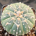 Astrophytum asterias “CV SUPERKABUTO   ” SELECTED