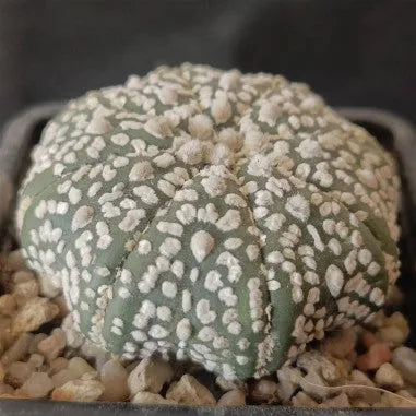 Astrophytum asterias “CV SUPERKABUTO” STAR