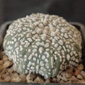 Astrophytum asterias “CV SUPERKABUTO” STAR