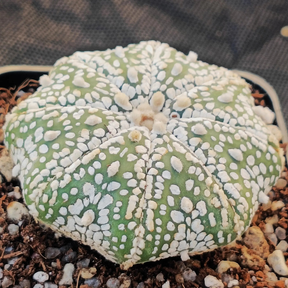 Astrophytum asterias “CV SUPERKABUTO” STAR SHAPE