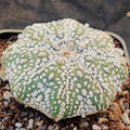 Astrophytum asterias “CV SUPERKABUTO” STAR SHAPE
