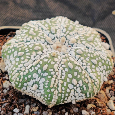 Astrophytum asterias “CV SUPERKABUTO” STAR SHAPE
