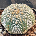 Astrophytum asterias “CV SUPERKABUTO ” STAR SHAPE