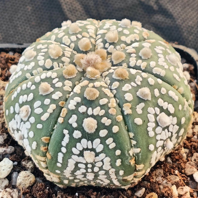 Astrophytum asterias “CV SUPERKABUTO ” STAR SHAPE