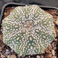 Astrophytum asterias “CV SUPERKABUTO” STAR SHAPE