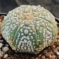 Astrophytum asterias “CV SUPERKABUTO ” STAR SHAPE