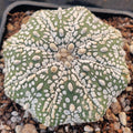 Astrophytum asterias “CV SUPERKABUTO” STAR SHAPE