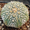 Astrophytum asterias “CV SUPERKABUTO ” STAR SHAPE