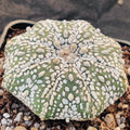 Astrophytum asterias “CV SUPERKABUTO” STAR SHAPE