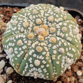 Astrophytum asterias “CV SUPERKABUTO ” STAR SHAPE