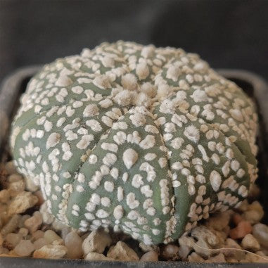 Astrophytum asterias „CV SUPERKABUTO“ STAR