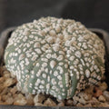Astrophytum asterias „CV SUPERKABUTO“ STAR