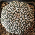 Astrophytum asterias “CV SUPERKABUTO” STAR