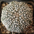 Astrophytum asterias “CV SUPERKABUTO” STAR