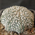 Astrophytum asterias “CV SUPERKABUTO” STAR