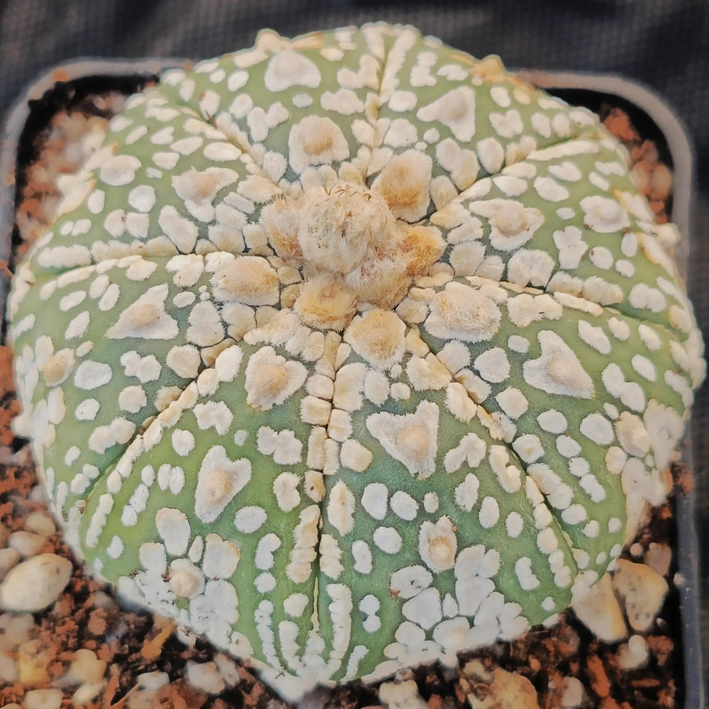 Astrophytum asterias “CV SUPERKABUTO ” V AUREOLE