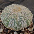 Astrophytum asterias “CV SUPERKABUTO ” V AUREOLE