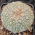 Astrophytum asterias “CV SUPERKABUTO ” V AUREOLE