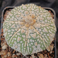 Astrophytum asterias “CV SUPERKABUTO ” V AUREOLE