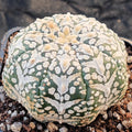 Astrophytum asterias “CV SUPERKABUTO” V-TYPE SUPER SELECTED