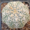 Astrophytum asterias “CV SUPERKABUTO” V-TYPE SUPER SELECTED