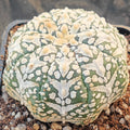 Astrophytum asterias “CV SUPERKABUTO” V-TYPE SUPER SELECTED