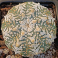 Astrophytum asterias “V-TYPE” SUPER SELECTED