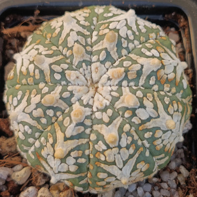 Astrophytum asterias “V-TYPE” SUPER SELECTED