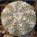 Astrophytum asterias “V-TYPE” SUPER SELECTED