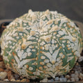 Astrophytum asterias “V-TYPE” SUPER SELECTED