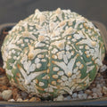 Astrophytum asterias “V-TYPE” SUPER SELECTED