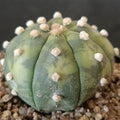 Astrophytum asterias VARIEGATA