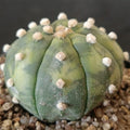 Astrophytum asterias VARIEGATA