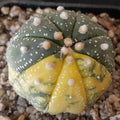 Astrophytum asterias  VARIEGATA