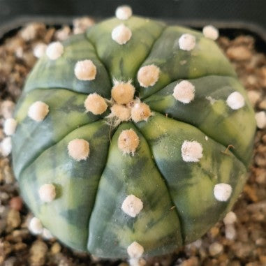 Astrophytum asterias VARIEGATED