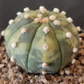 Astrophytum asterias VARIEGATA