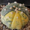 Astrophytum asterias  VARIEGATA